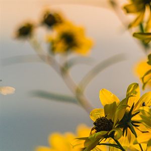 Frühlingsdepression Psychotherapie Berlin Mitte
